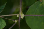 Hog Peanut